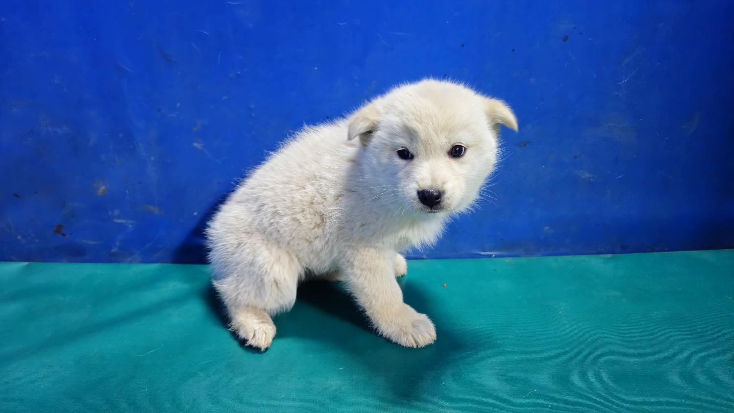 경산시유기동물보호소_447513202500081